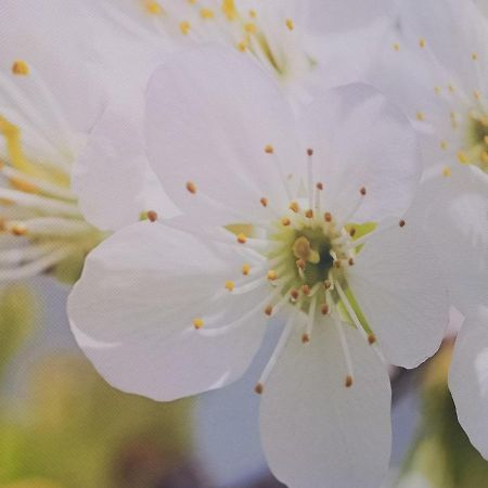 Ruhe Am Wald - Zentral Und Woerthersee クラーゲンフルト エクステリア 写真